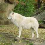 Родился первый в мире клон полярного волка